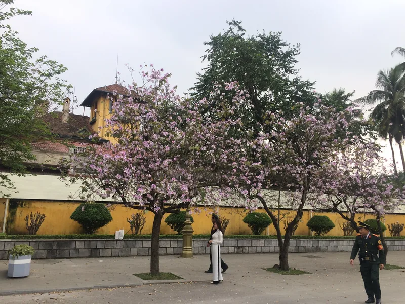 Hàng cây hoa ban nở hồng tím (ảnh chụp ở Hà Nội)