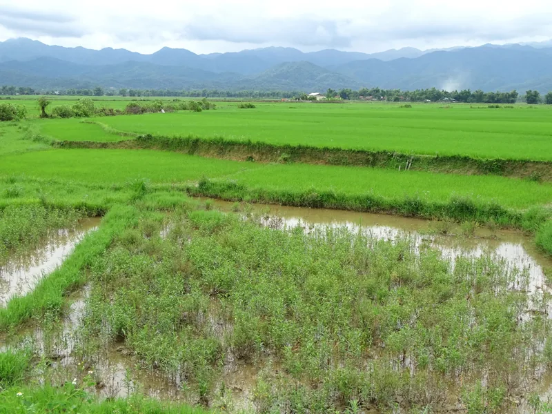 Ruộng lúa xanh trên cánh đồng Mường Thanh, núi phía xa