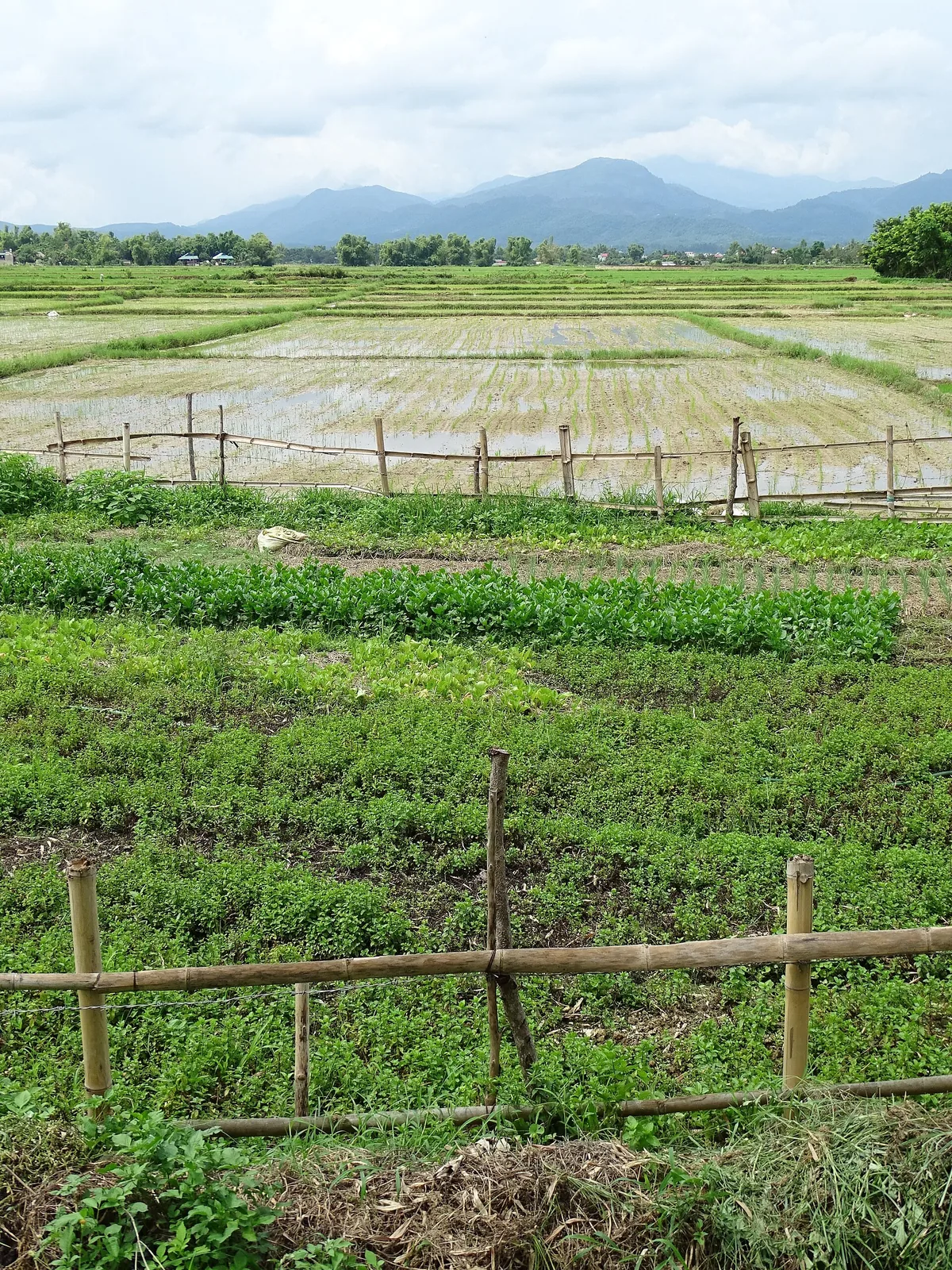 Ruộng lúa mới cấy trên cánh đồng Mường Thanh, hàng rào tre bên bờ