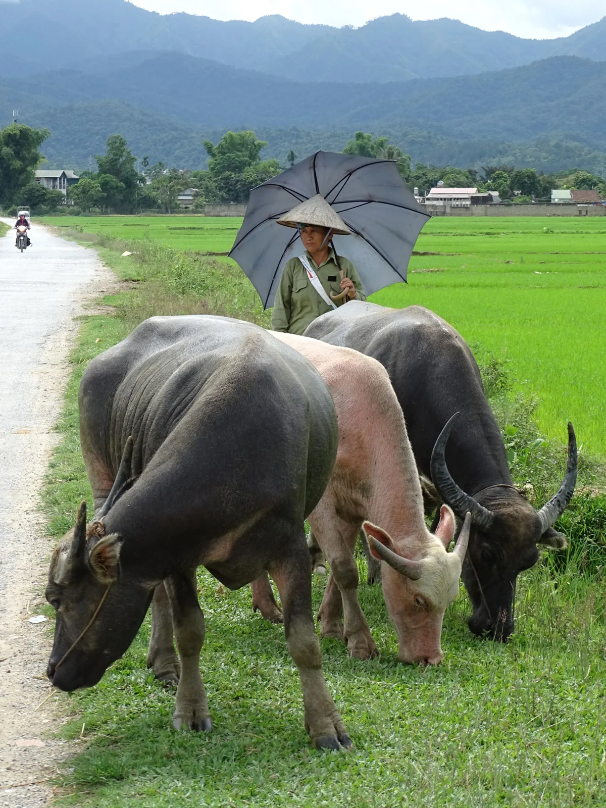 Người phụ nữ che ô chăn trâu bên bờ ruộng trong lòng chảo Mường Thanh