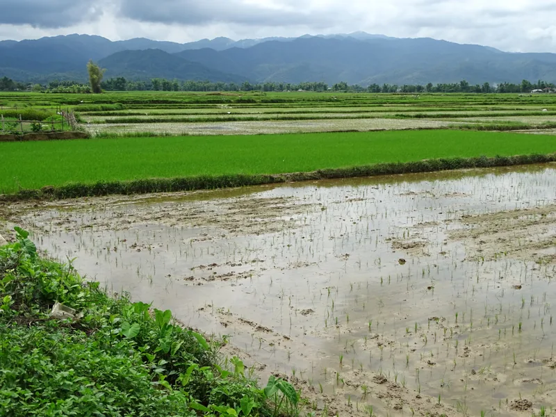 Ruộng lúa mới cấy trên cánh đồng Mường Thanh, dãy núi phía xa